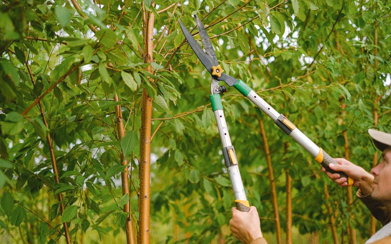 Tree trimming in Vega Alta, PR